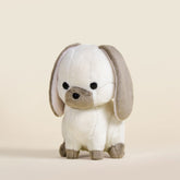 Mini Lop Bunni the Lop Rabbit