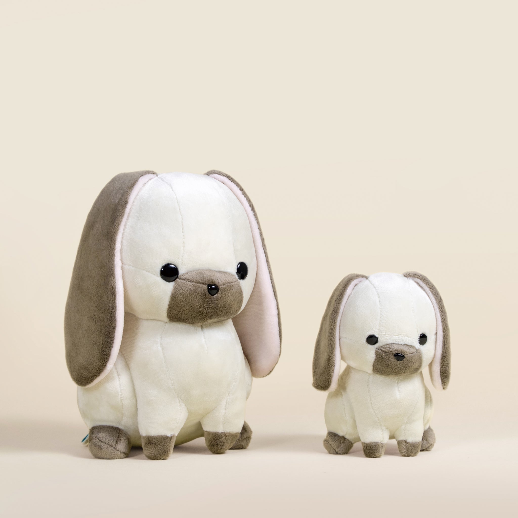 Mini Lop Bunni the Lop Rabbit