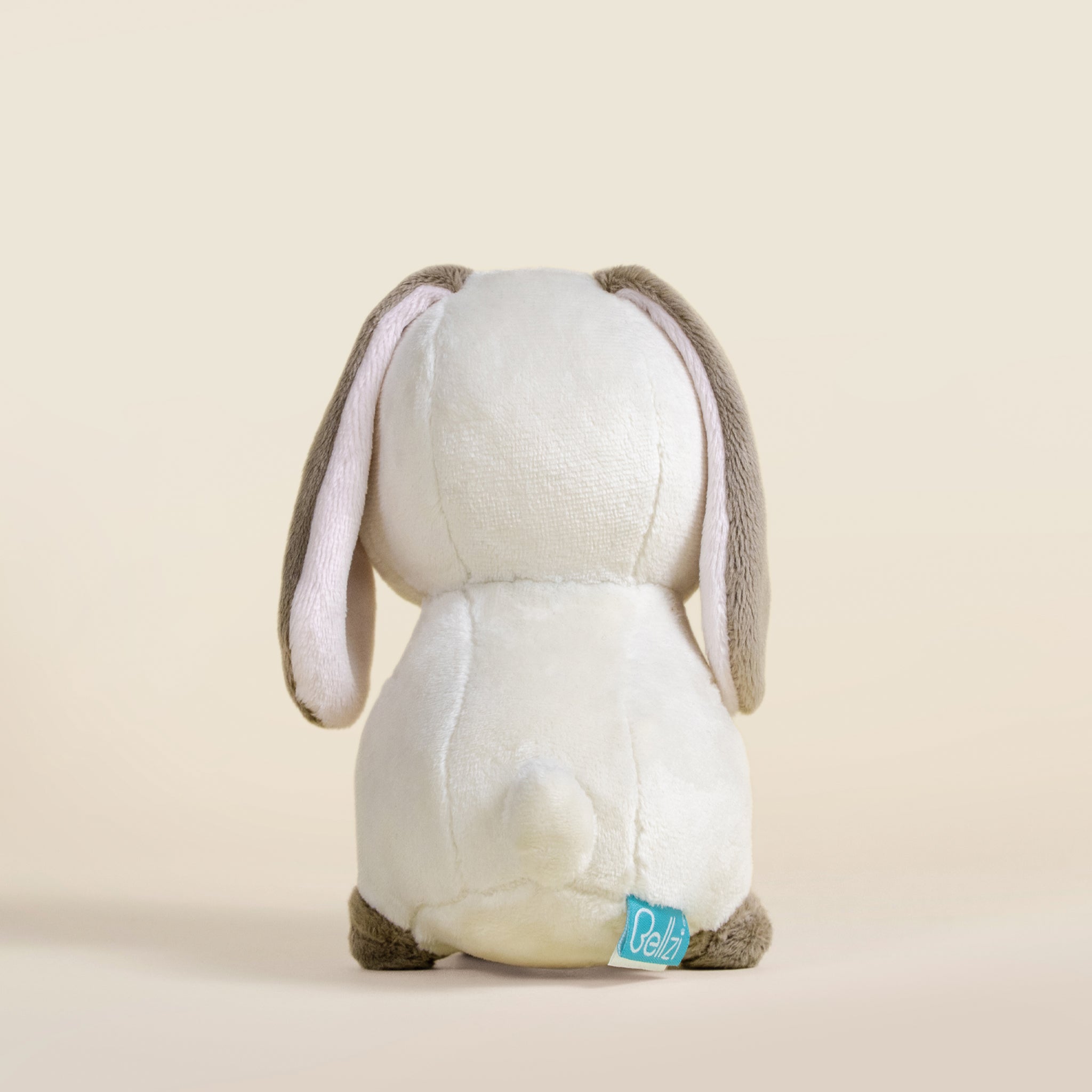 Mini Lop Bunni the Lop Rabbit