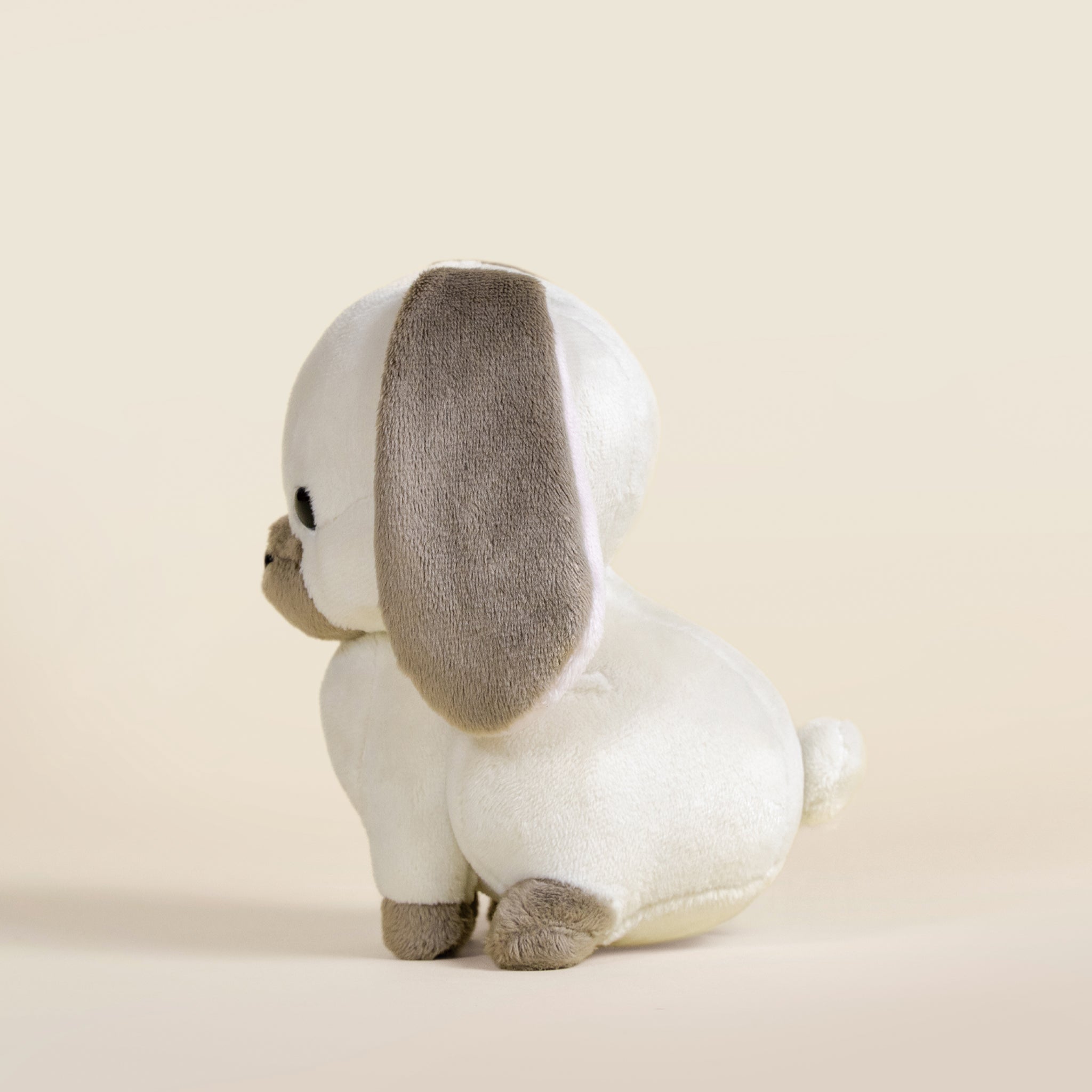 Mini Lop Bunni the Lop Rabbit