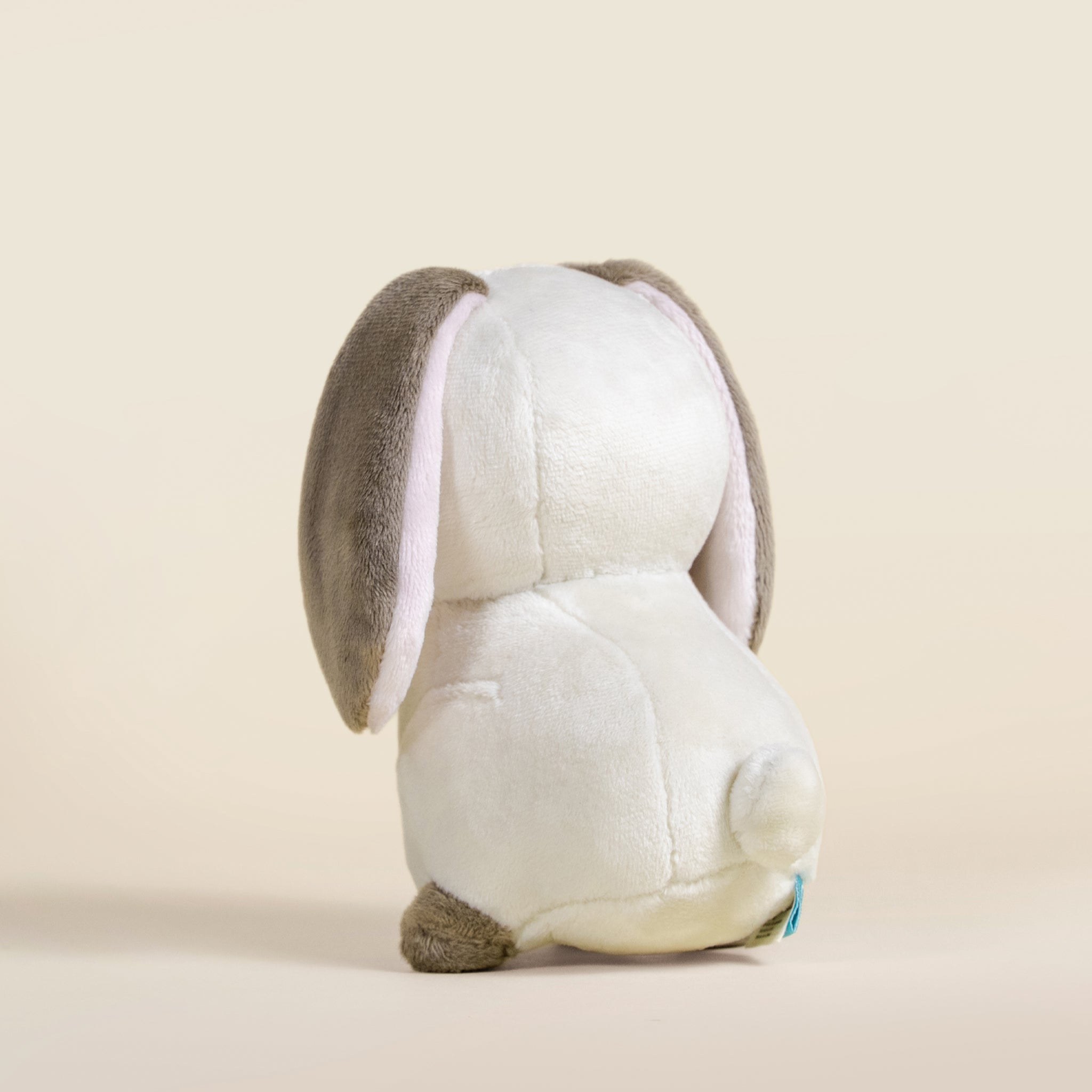 Mini Lop Bunni the Lop Rabbit