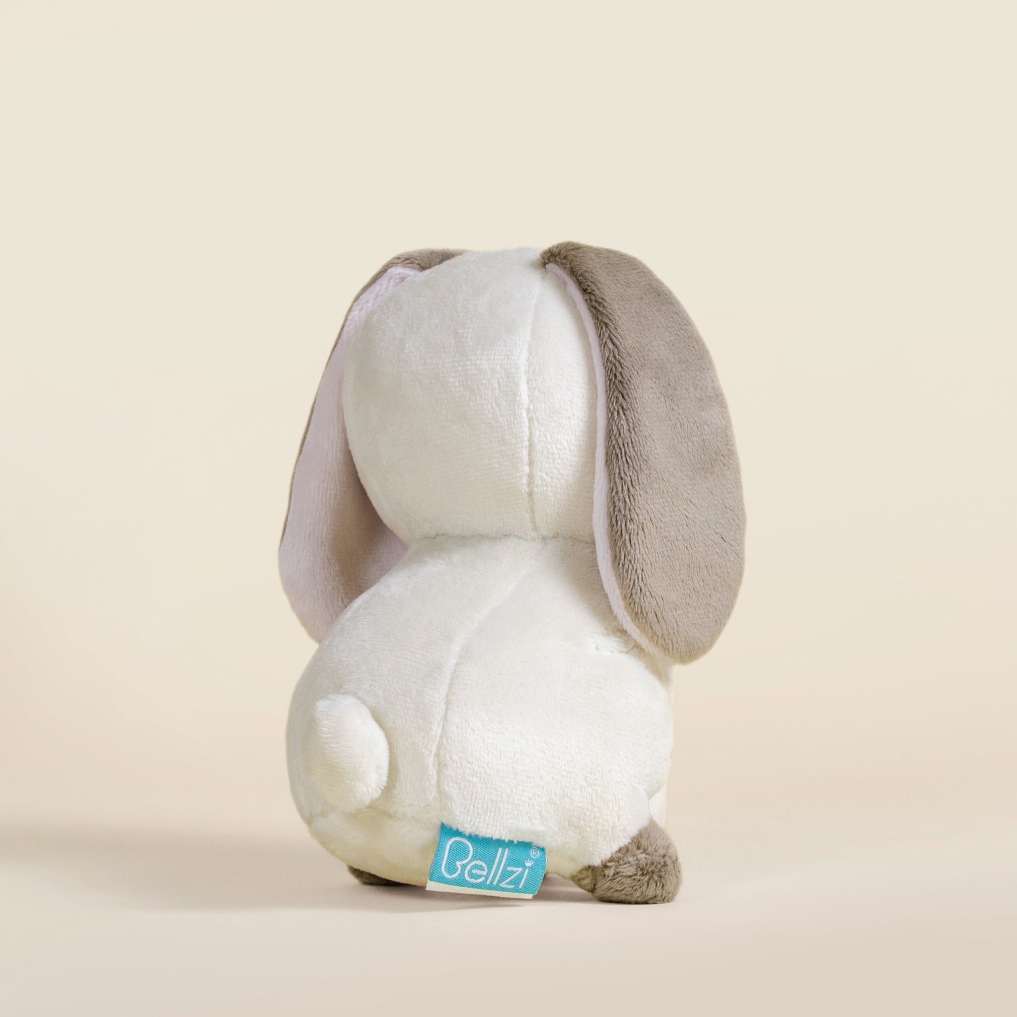 Mini Lop Bunni the Lop Rabbit